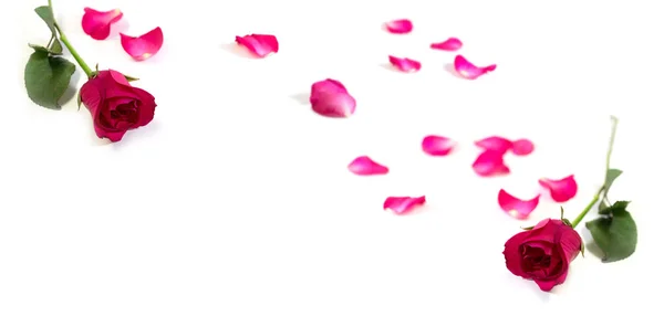 Pink Rose Leaves Isolated White Background Valentine Day Romantic Event — Stock Photo, Image