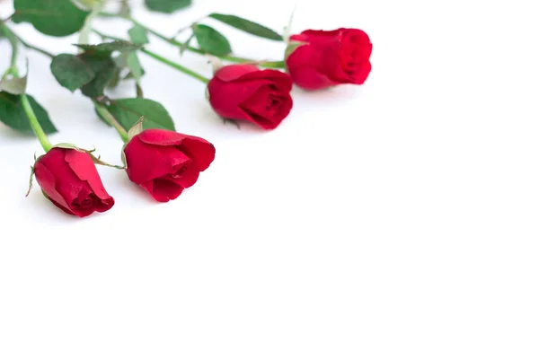 Red rose with leaves isolated on white background for valentine — Stock Photo, Image
