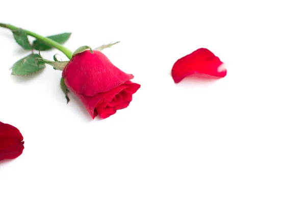 バレンタインのために白い背景に隔離された葉を持つ赤いバラ — ストック写真