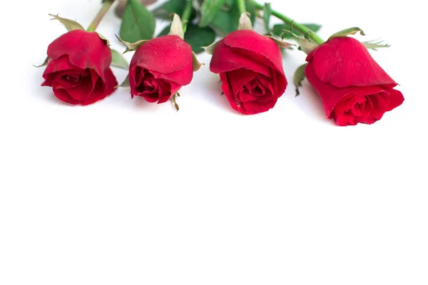 Rote Rose mit isolierten Blättern auf weißem Hintergrund für Valentin Stockbild
