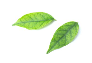 Beyaz arkaplanda yeşil yaprak izole edildi