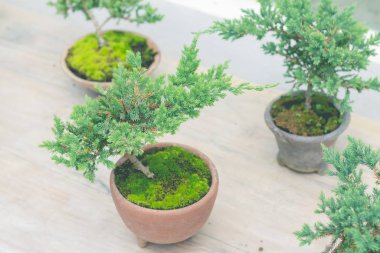 Bahçe dekorasyonu için saksıdaki yeşil bonsai ağacı.