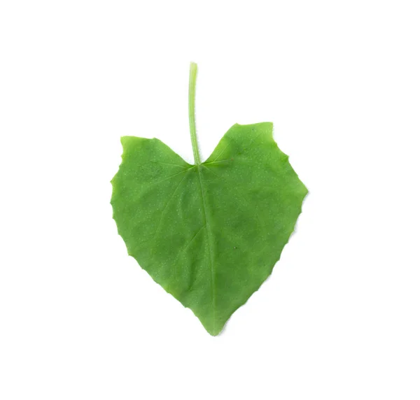 Green leaf isolated on the white background — Stock Photo, Image