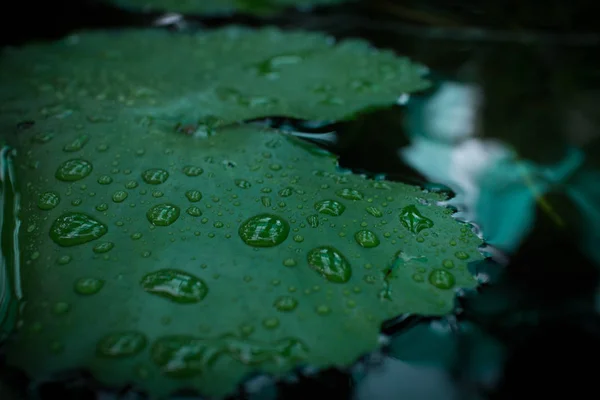 Капли воды на лотосную водяную лилию в дождливый день — стоковое фото