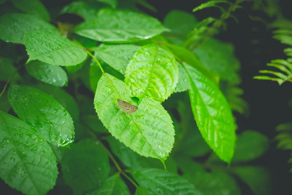 Fermé Papillon se nourrissant de feuilles vertes (mise au point sélective ) — Photo