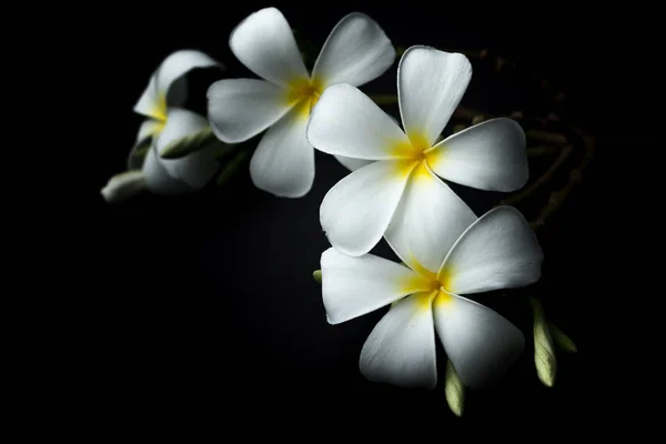 White Plumeria หรือ frangipani ในธีมพื้นหลังสีดํา รูปภาพสต็อกที่ปลอดค่าลิขสิทธิ์