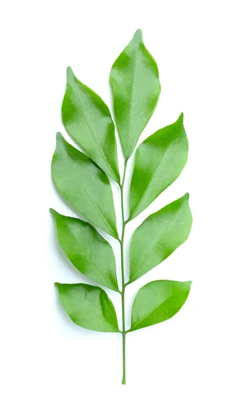 흰 배경에 고립 된 푸른 잎 스톡 사진