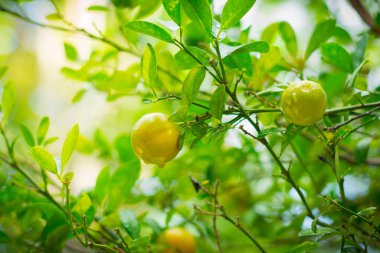 Organik limon ya da limon ağaçları taze su damlacıkları