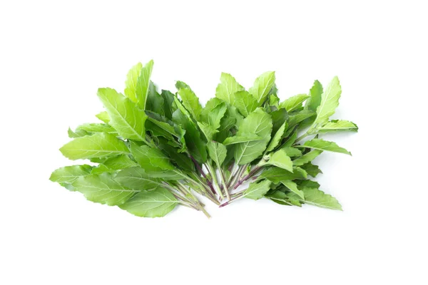 Fresh green basil herb leaves isolated on white background. Swee — Stock Photo, Image