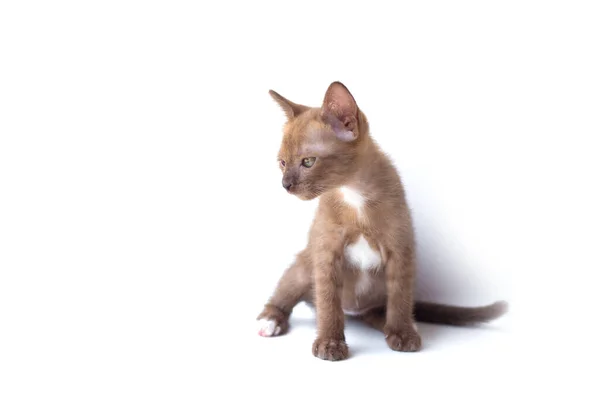 Retrato de gato gatito encantador sentado y mirando hacia arriba aislado —  Fotos de Stock