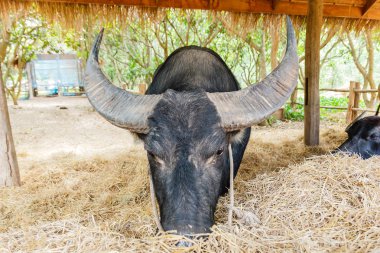 Siyah buffalo saman yiyor.