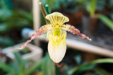 Bahçe Bayan terlik orkide.