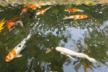 Su birikintisi içinde yüzmeye carps.