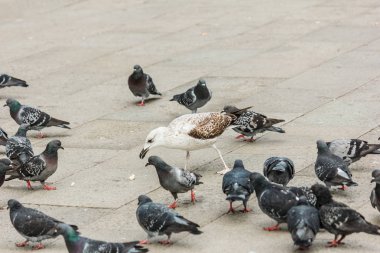 Martı ve güvercinler yürüyüş.