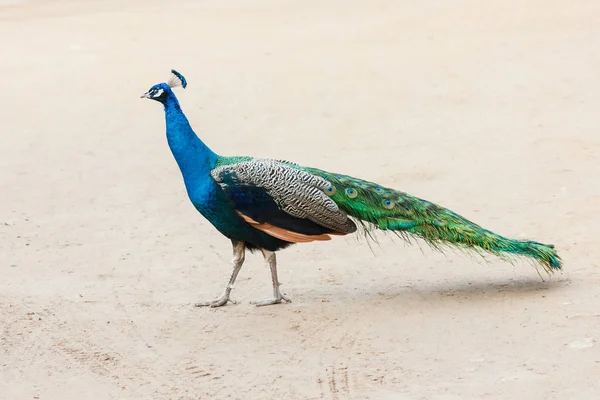 Peacock at Nami island in South Korea. — Stock Photo, Image