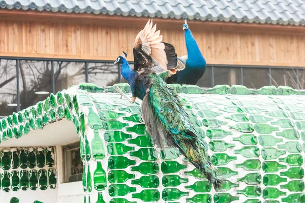 Güney Kore namı Island peacock. — Stok fotoğraf