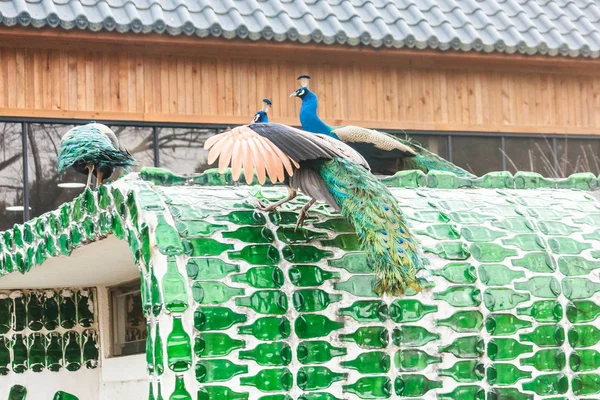 Güney Kore namı Island peacock. — Stok fotoğraf