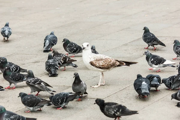 Martı ve güvercinler yürüyüş. — Stok fotoğraf