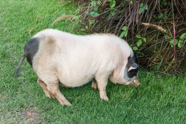Büyük domuz yemek çimen.
