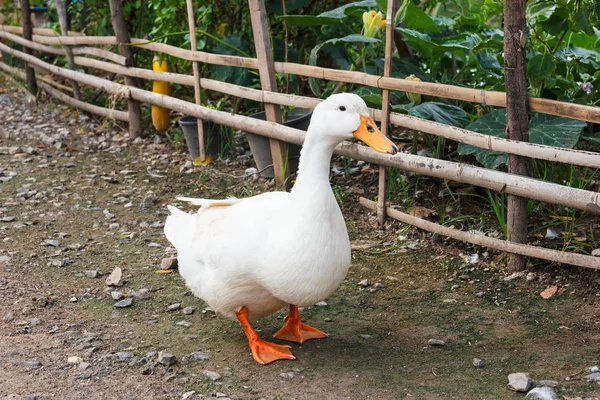 Pato andando no chão . — Fotografia de Stock