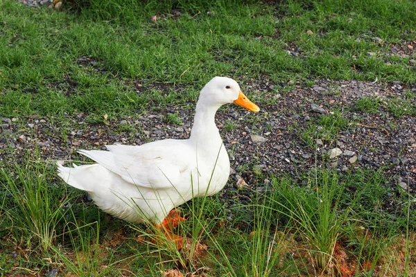 Canard debout sur l'herbe . — Photo