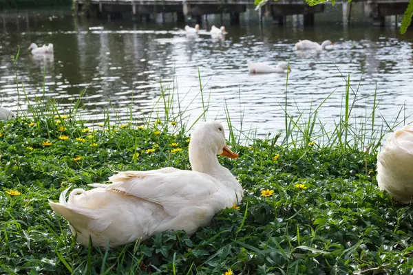 Pato sentado na grama . — Fotografia de Stock