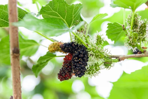 Mulberry on tree. — Stock Photo, Image