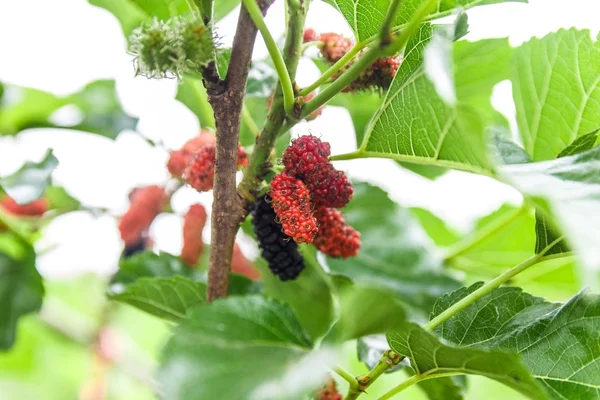 Mulberry på träd. — Stockfoto