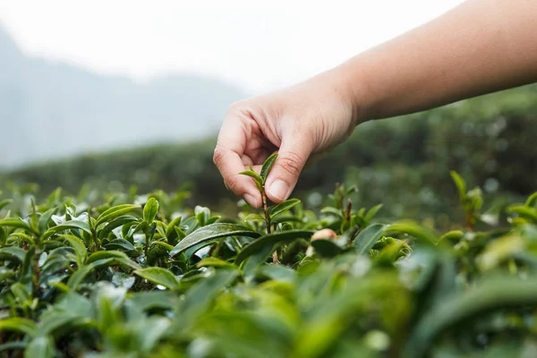 Mano recogiendo hojas de té . Imagen De Stock