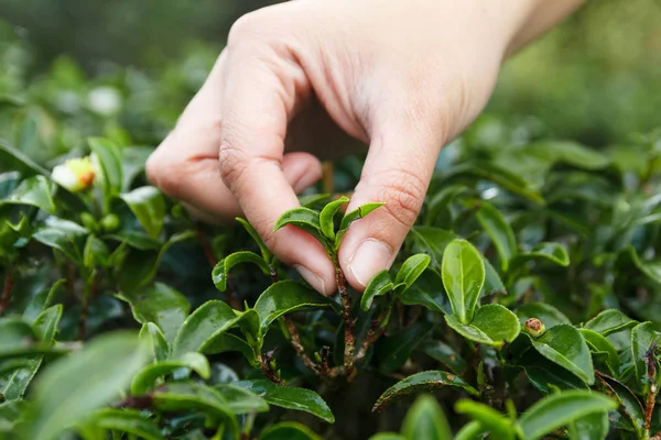 Mão escolhendo folhas de chá . Fotografias De Stock Royalty-Free