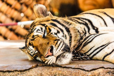 Bengal kaplanı resmini.