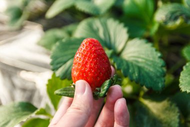 Çilek çilek üretim tesisi ile elinde.