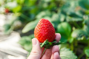 Çilek çilek üretim tesisi ile elinde.
