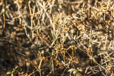 Kuru bitki bulanıklık arka plan.