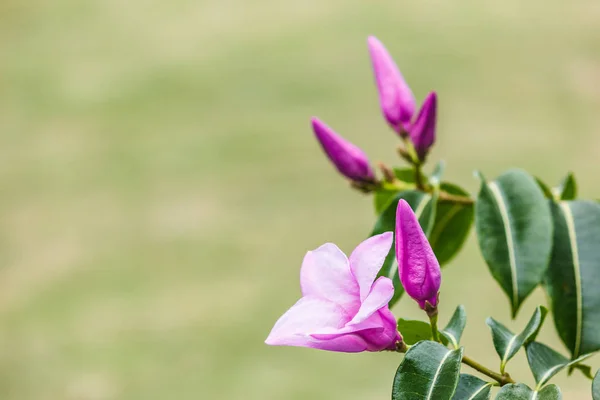 Flor púrpura y hoja . —  Fotos de Stock