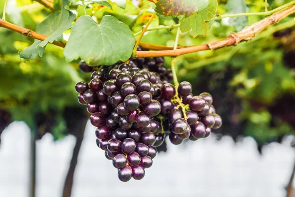 Uva em vinha de uva . — Fotografia de Stock