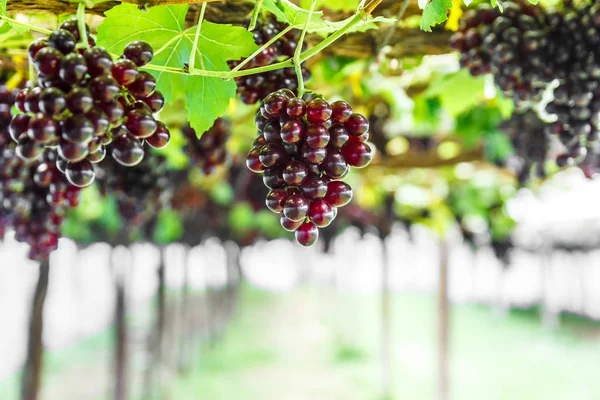 Winogrona na winorośli. — Zdjęcie stockowe