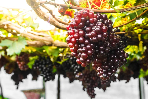 Winogrona na winorośli. — Zdjęcie stockowe