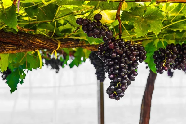 Виноград на виноградній лозі . — стокове фото