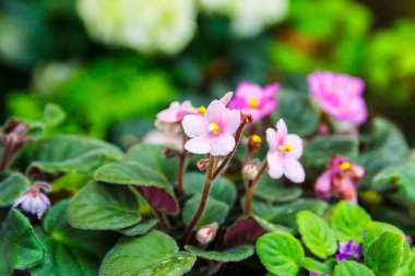 Pembe African violet arka plan bulanıklık.