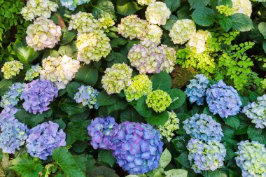 Ortanca çiçek demet.