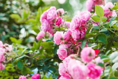 Pembe Gül ve yaprak.