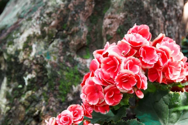 Begonia rosa con árbol . —  Fotos de Stock