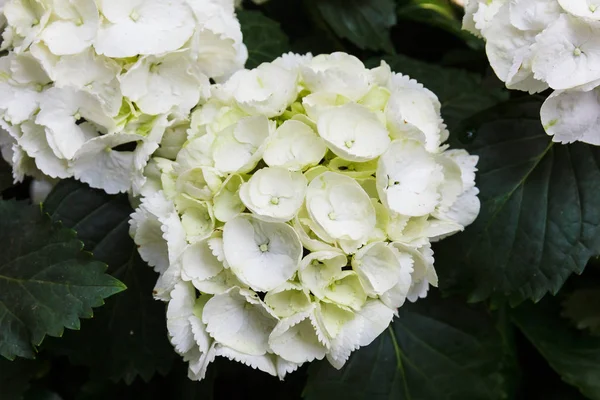 White Hydrangea bunch.