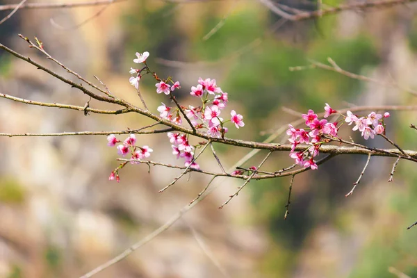 Sakura com fundo de árvore . — Fotografia de Stock