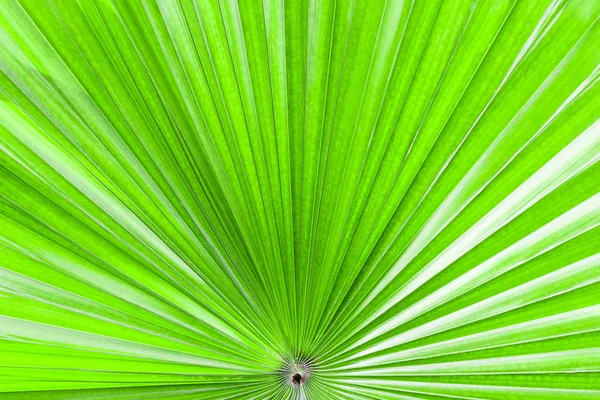 Крупним планом текстура пальмового листя . — стокове фото