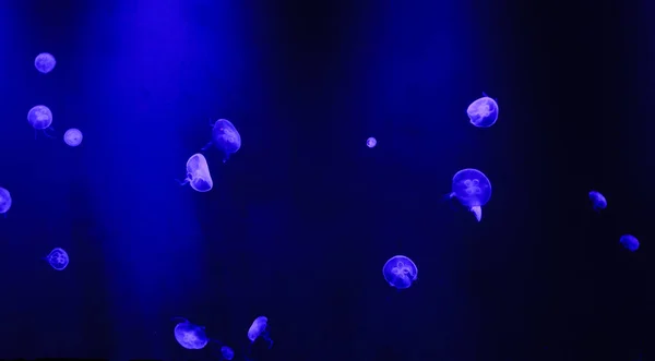 Medusas de luna nadando en el agua . — Foto de Stock