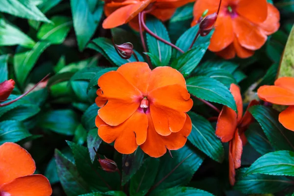 Oranje Nieuw-Guinea Impatiens. Rechtenvrije Stockafbeeldingen