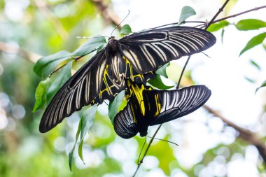 siyah ve sarı kelebek.