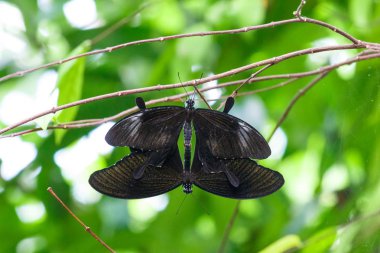 Siyah birdwing kelebek ıslahı.